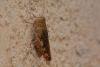 Calliptamus sp.